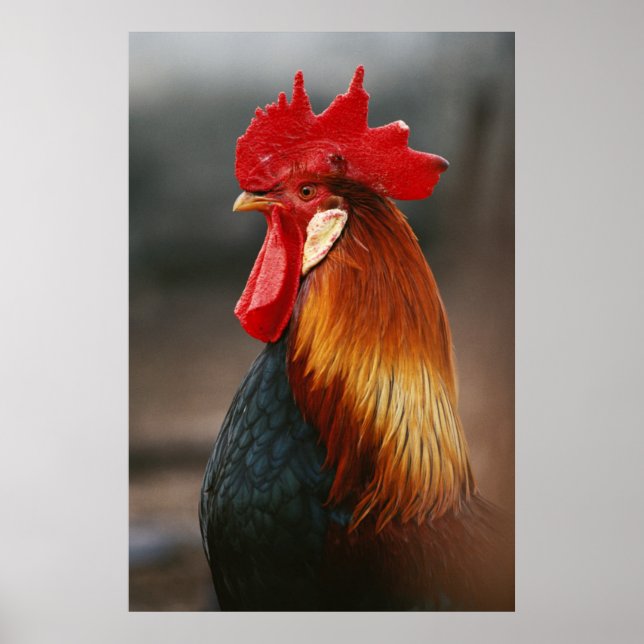 Póster Galo Doméstico de Fábricas (Frente)