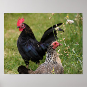 Poster Galo e Hen