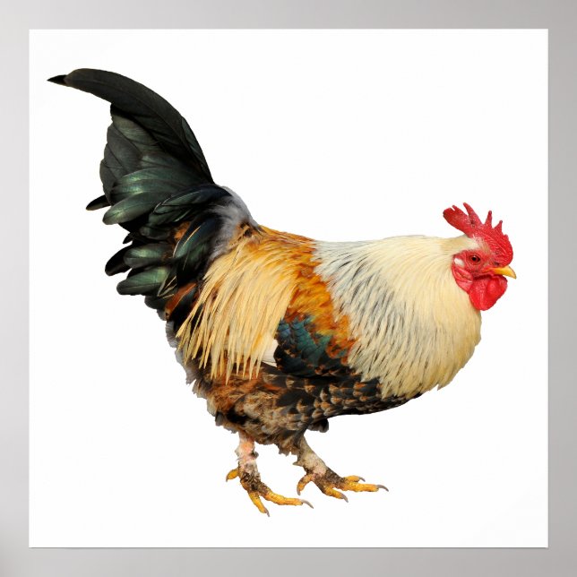 Póster Galo isolado (Frente)