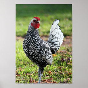 Póster "Galo pequeno orgulhoso "