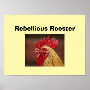 Poster Galo Rebelde