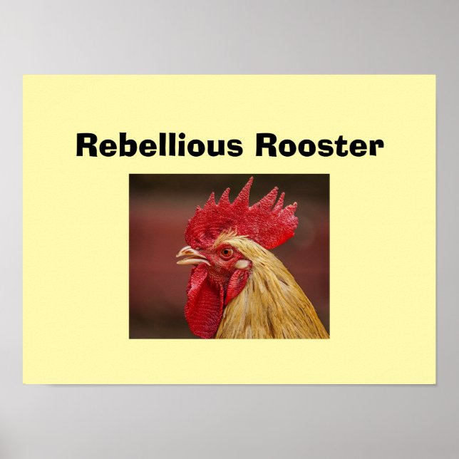 Poster Galo Rebelde (Frente)