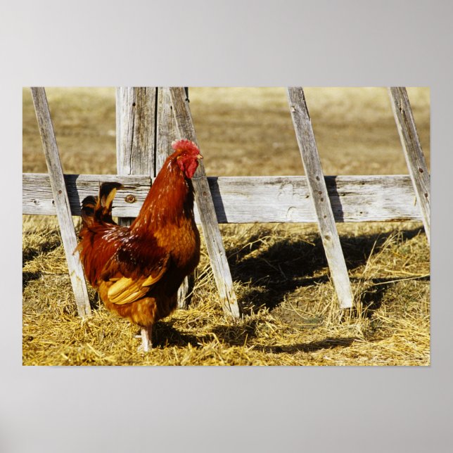 Poster Galo Vermelho de Rhode Island (Frente)