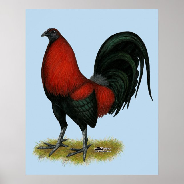 Póster Galo Vermelho Preto de Briga Americano (Frente)