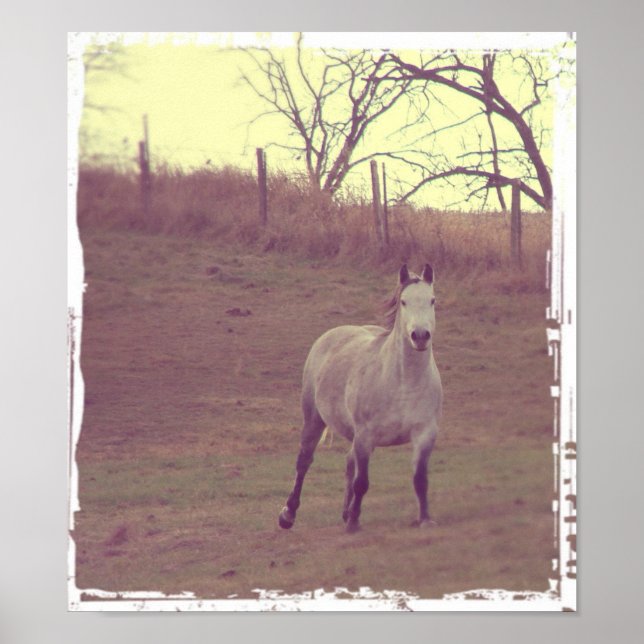Póster Galope de cinzas (Frente)