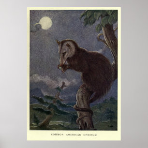 Poster Gambá Pintura do vintage (1909)