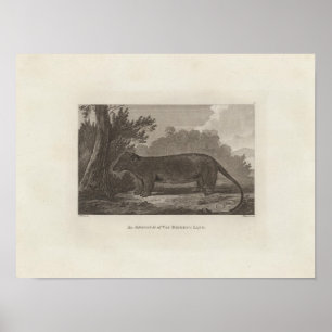 Póster Gambá, Terra de Van Diemen, Tasmânia