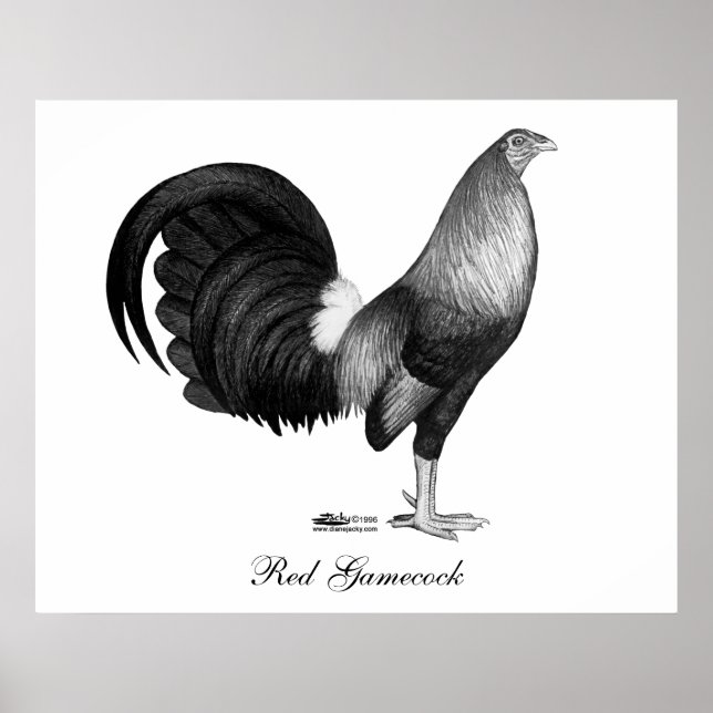 Poster Gamecock Red Hatch (Frente)