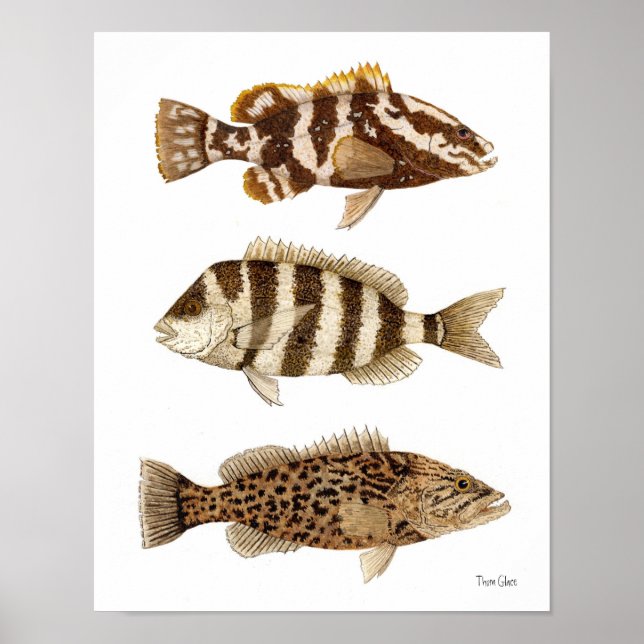 Póster Gamefish- Nassau Grouper,Sheepshead & Gag Grouper (Frente)