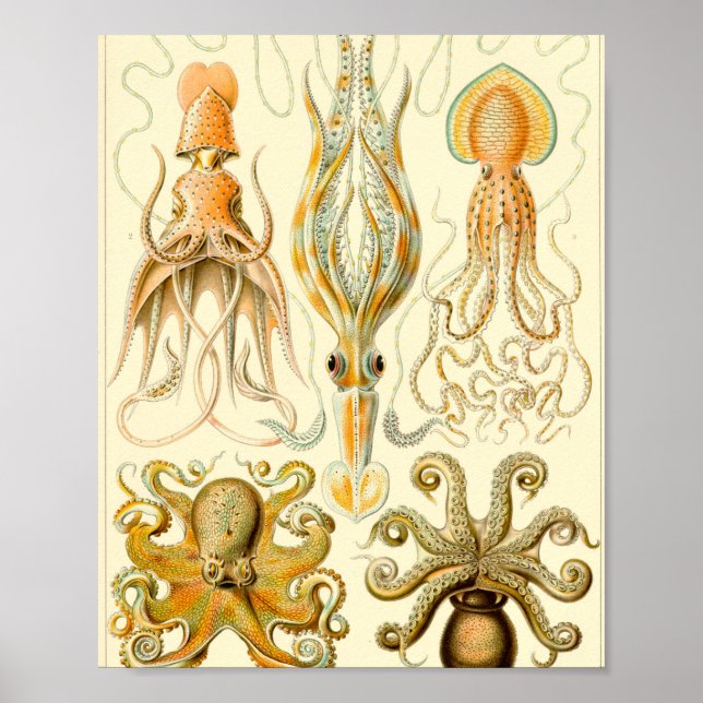 Poster Gamochonia - Ernst Haeckel (Frente)