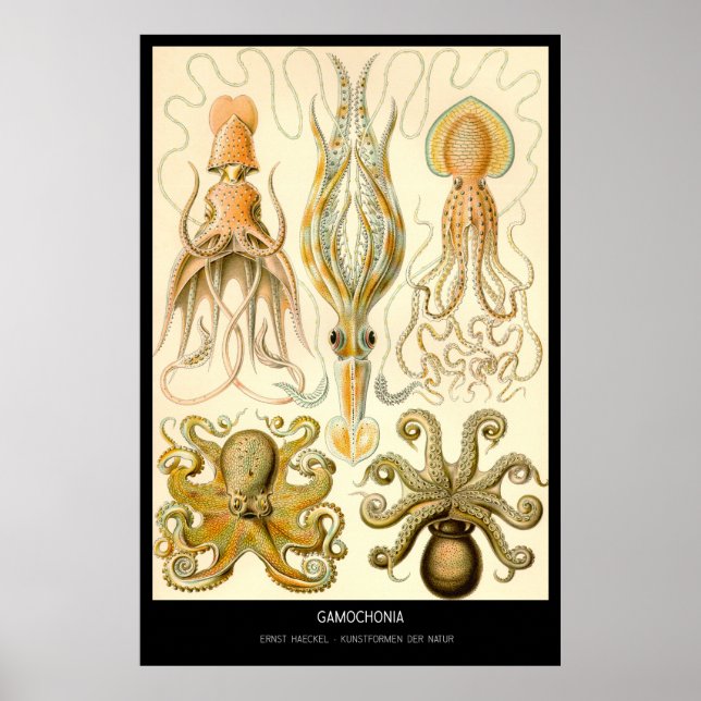 Poster Gamochonia - Placa 54 - Kunstformen der Nature (Frente)