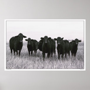 Poster Gangue Angus - Bovinos Angus Negros - Texas