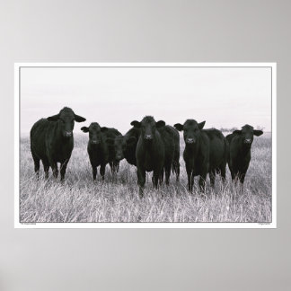 Poster Gangue Angus - Bovinos Angus Negros - Texas
