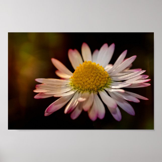 Poster Gänseblümchen (Frente)