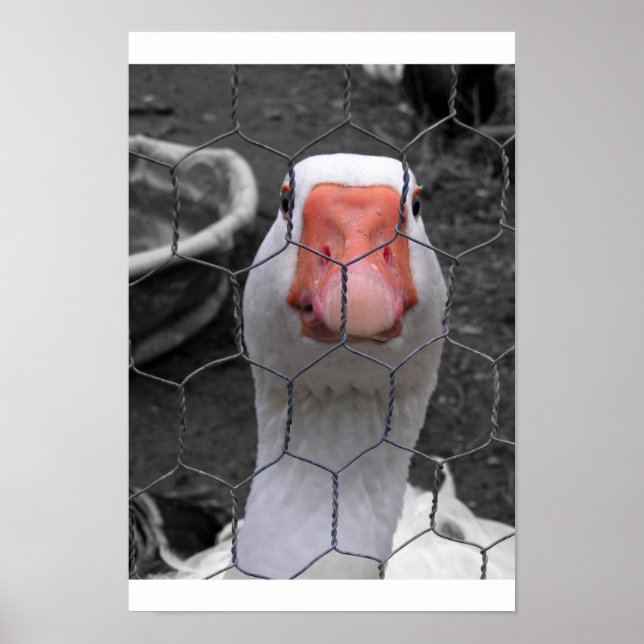 Póster Ganso (Frente)