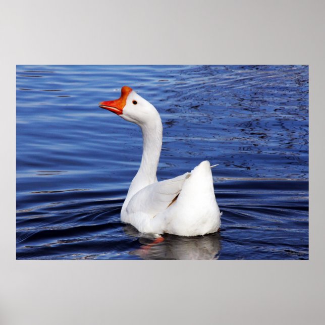 Póster ganso branco nadando na foto de água azul (Frente)