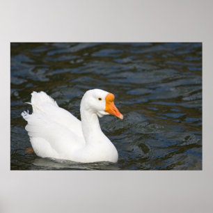 Poster Ganso chinês branco