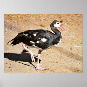 Poster Ganso de alça-de-galinha que levanta a pata