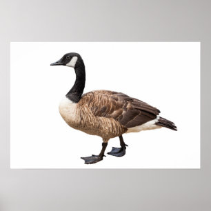 Poster Ganso do Canadá