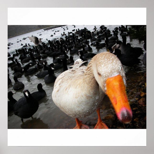 Poster Ganso e Coots (Frente)