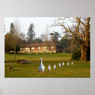 Poster Ganso e Gansinhos APH Country Club