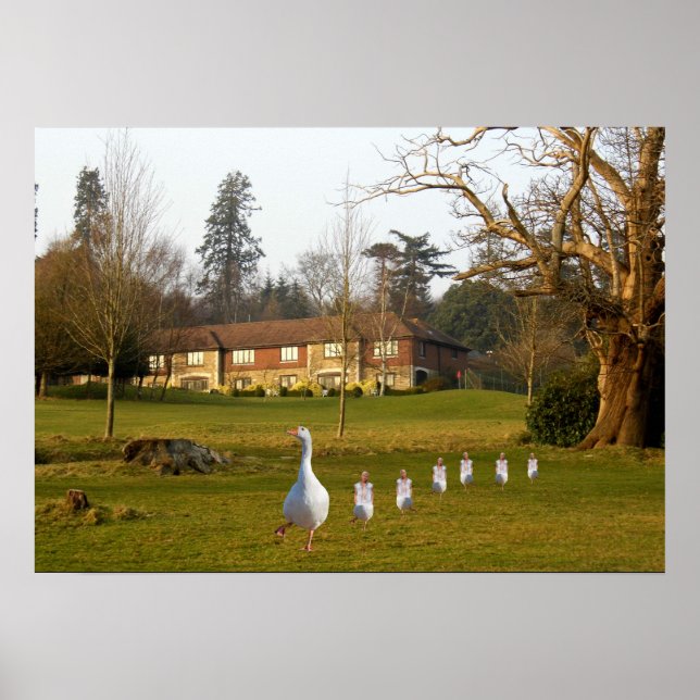 Poster Ganso e Gansinhos APH Country Club (Frente)