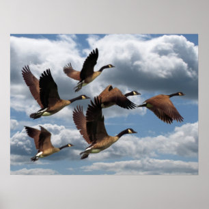POSTER GANSOS