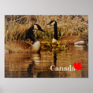 Poster Gansos bonitos dos ganso dos bebês da família do