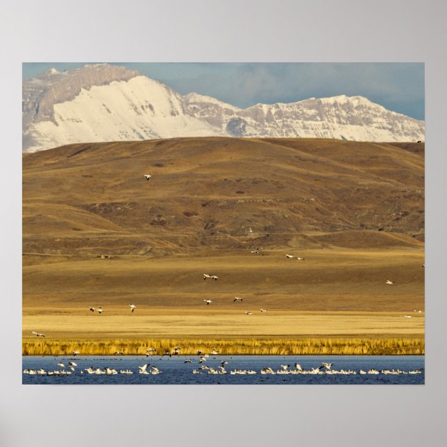 Poster Gansos de neve durante a migração de primavera (Frente)