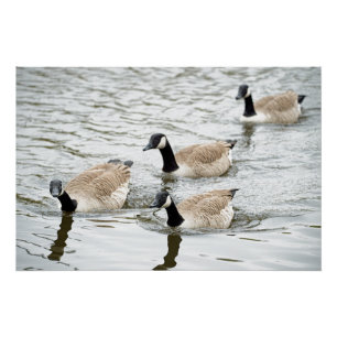 Póster Gansos do Canadá tendo um gander!