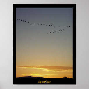 Poster Gansos do por do sol