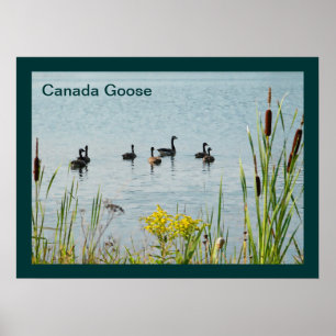 Poster Gansos E Capturas Do Canadá