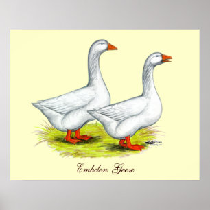 Póster Gansos: Embden Pair
