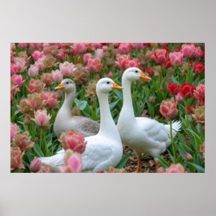 Poster Gansos Graciosos no Amante de os animais do Jardim