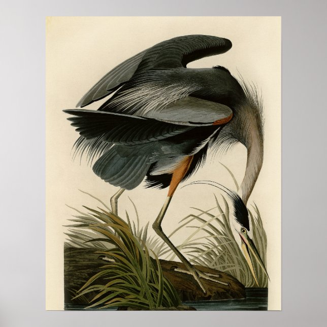 Póster Garça-azul-grande de Audubon Marsh Bird (Frente)