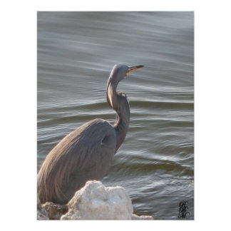 Póster Garça Azul Grande junto à Água