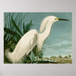 Poster Garça Branca de Audubon Ave de Passarinhos