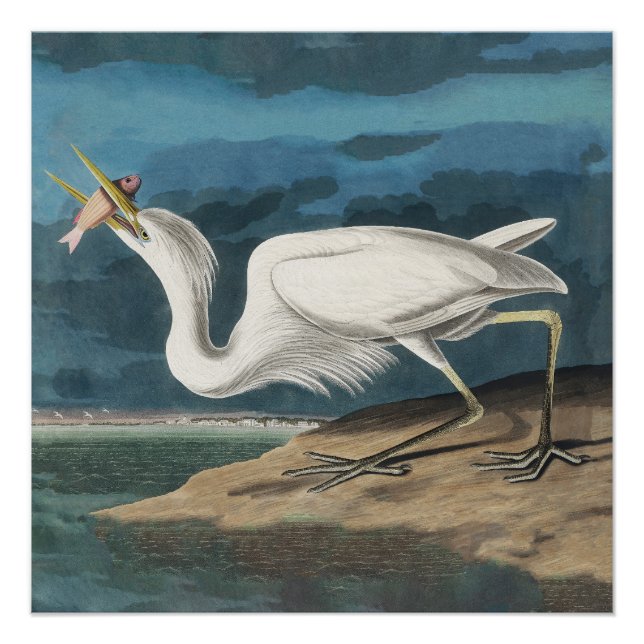 Póster Garça Branca Grande de Audubon: Ave Costeira Vinta (Frente)