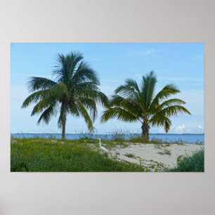 Poster Garça-branca-grande, Treasure Cay, Great Abaco Isl