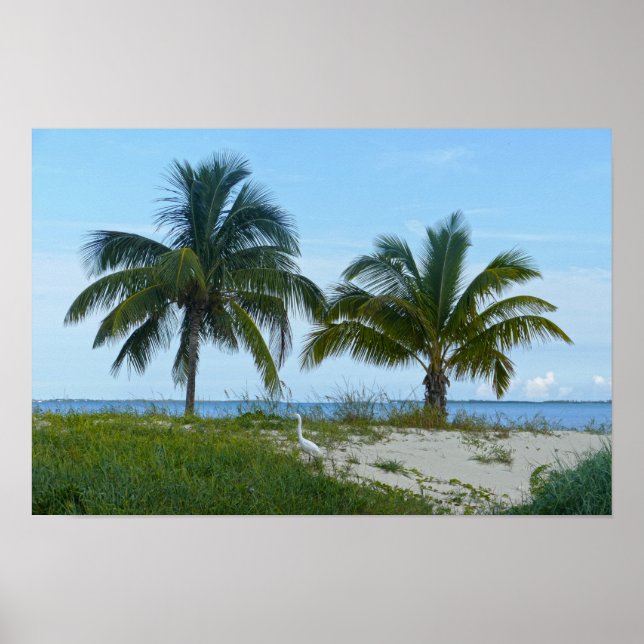 Poster Garça-branca-grande, Treasure Cay, Great Abaco Isl (Frente)