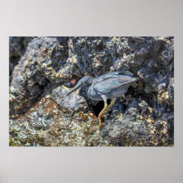 Poster Garça-da-lava, Ilhas Galápagos