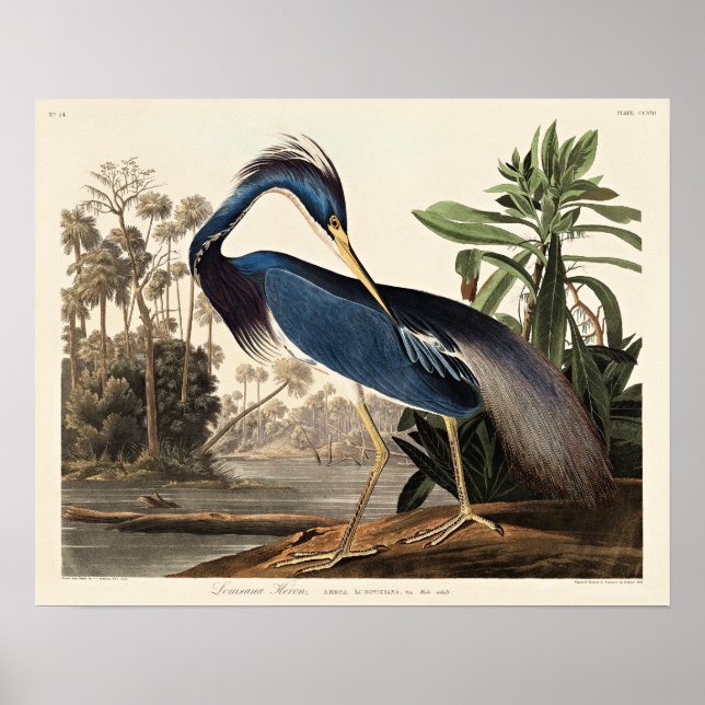 Poster Garça da Louisiana de Birds of America (Frente)