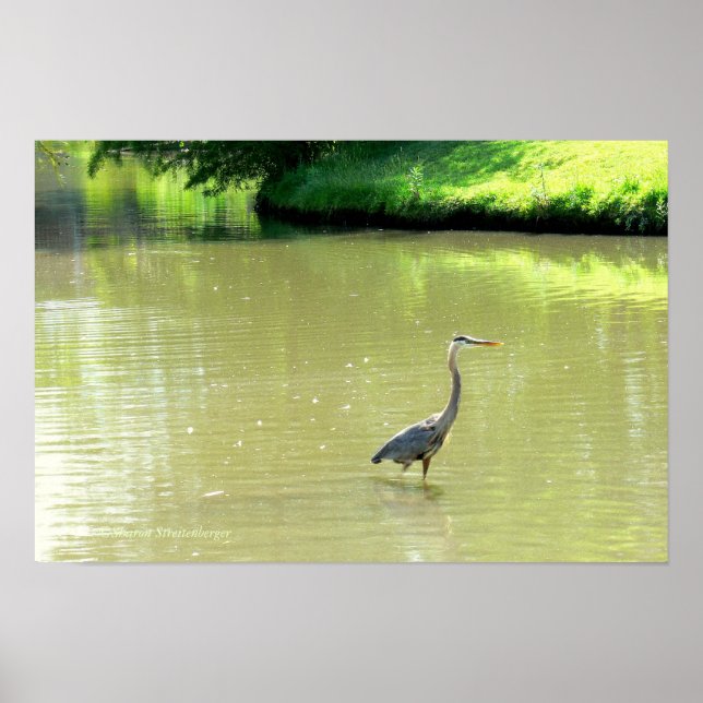 PÓSTER GARÇA NO LAGO/TOMALIDADES DE VERDE/AMARELO/FOTOG. (Frente)