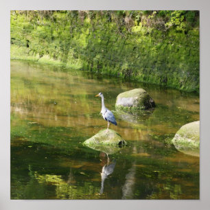 Póster Garça-real cinzenta em um rio em Warkworth