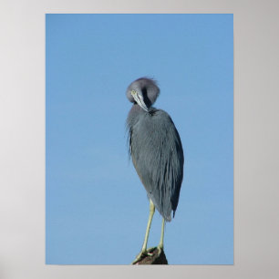 Póster Garça-real de azul pequeno