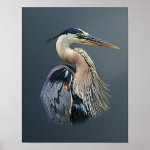 Póster Garça-real de grande azul
