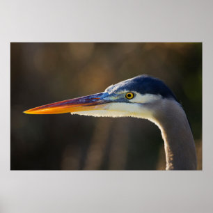 Póster Garça-real de grande azul, fim acima do retrato