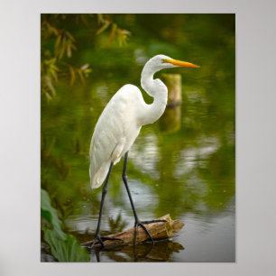 Póster Garça-real de grande branco em uma fotografia do