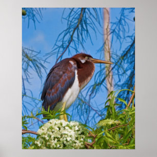 Poster Garça-real de Tricolored em uma árvore