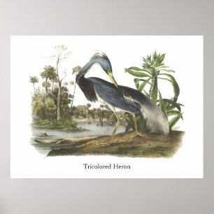 Póster Garça-real de Tricolored, John Audubon